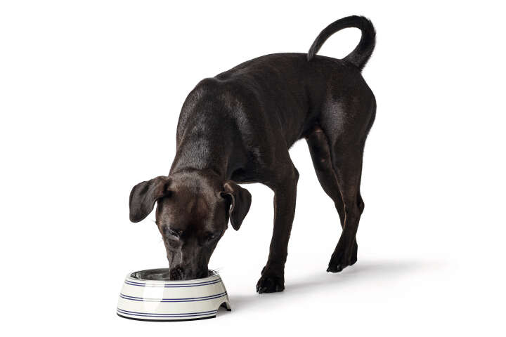 HUNTER Melamin-Napf Silda